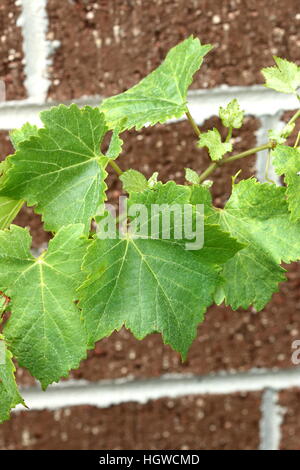 Close up of grape leaves Banque D'Images