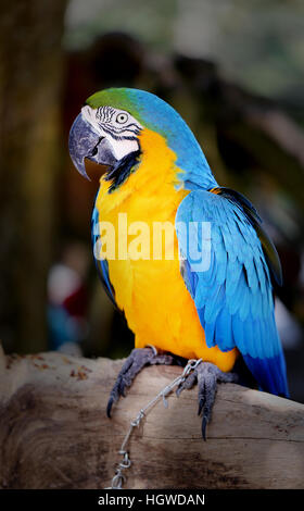 Photos amusantes avec grande belle macaw parrot Banque D'Images