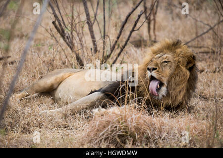 Sleepy Lion couché dans les buissons. L'Afrique du Sud. Banque D'Images