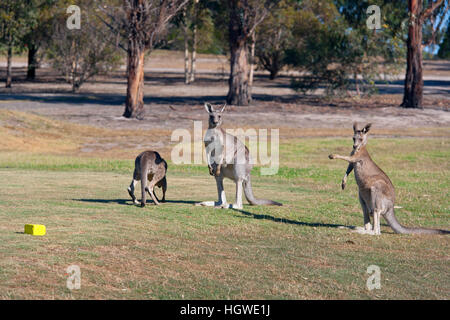 Les kangourous rouges Macropus rufus sur un parcours de golf de Melbourne Australie Banque D'Images