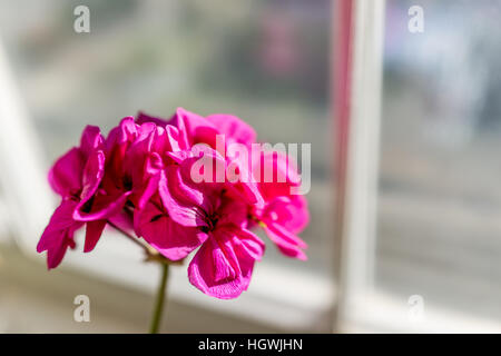 Gros plan macro de Pélargonium rose fleurs sur le rebord de fenêtre Banque D'Images