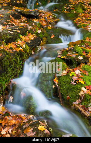 Un petit ruisseau coule sur les rochers couverts de mousse dans les montagnes Vertes du Vermont. Banque D'Images