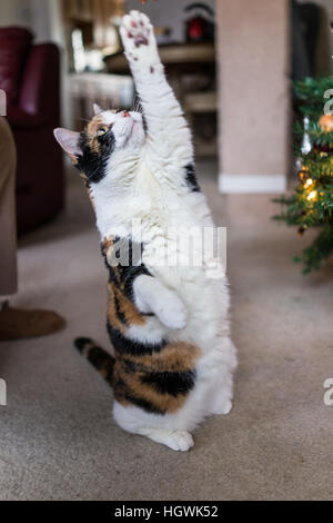 Chat Calico debout sur ses pattes pour traiter Banque D'Images