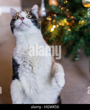 Chat Calico debout sur ses pattes pour traiter Banque D'Images