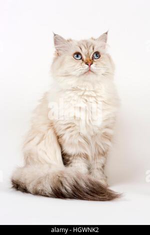 British Longhair chat, assis Banque D'Images