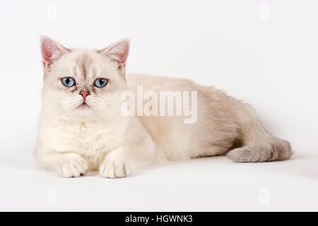 Chat British shorthair, le mensonge Banque D'Images