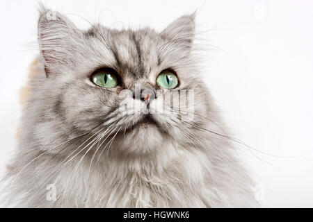British Longhair cat, portrait Banque D'Images