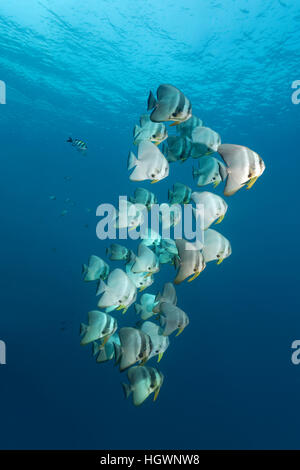 Petit platax Platax teira (), natation en mer ouverte, Lhaviyani Atoll, Maldives Banque D'Images