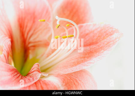 Close-up macro image de la belle fleur Hippeastrum communément connue sous le nom de fleur de lys Amaryllis. Banque D'Images