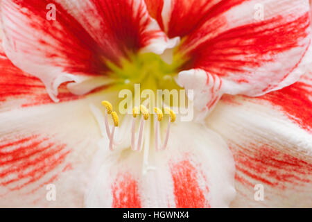 Close-up macro image de la belle fleur Hippeastrum communément connue sous le nom de fleur de lys Amaryllis. Banque D'Images