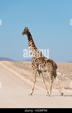 Girafe (Giraffa camelopardalis) traversée chemin de terre, D1982, Région d'Erongo, Namibie Banque D'Images