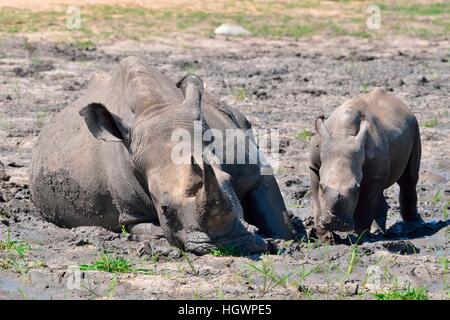 Les rhinocéros blanc (Ceratotherium simum), la mère et son veau dans la boue, Kruger National Park, Afrique du Sud Banque D'Images