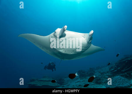 Manta (Manta birostris), natation sur coral reef, plongeur observant, Lhaviyani Atoll, Maldives Banque D'Images