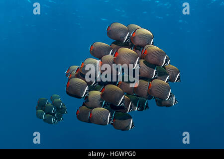 De l'école à queue rouge poisson papillon (Chaetodon collare), nager dans l'océan, Lhaviyani Atoll, Maldives Banque D'Images