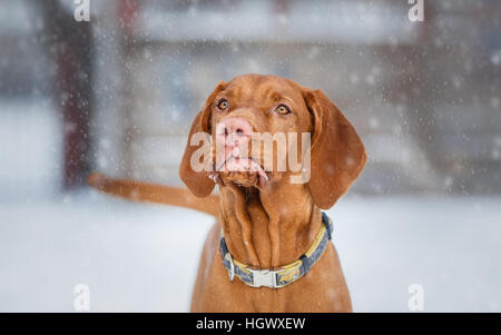 Hungarian Vizsla devint chien portrait d'hiver Banque D'Images