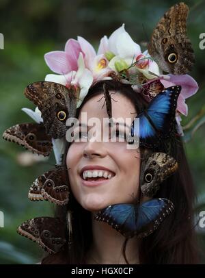 Jessie modèle Smart Mai avec un Blue Morpho et Hibou géant papillons lors d'un photocall pour RHS Wisley Le Jardin des papillons dans l'exposition sous serre à Woking, Surrey. Banque D'Images