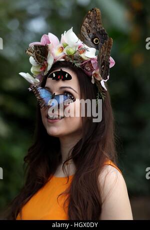 Jessie modèle Smart Mai avec Blue Morpho, Giant Owl et Transandean Cattleheart papillons lors d'un photocall pour RHS Wisley Le Jardin des papillons dans l'exposition sous serre à Woking, Surrey. Banque D'Images