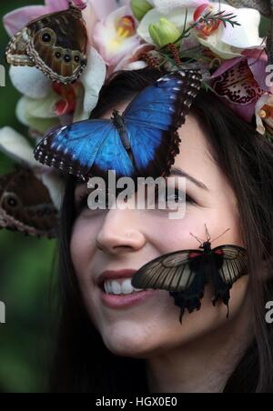 Jessie modèle Smart Mai avec Blue Morpho, grand hibou géant jaune Morman et papillons lors d'un photocall pour RHS Wisley Le Jardin des papillons dans l'exposition sous serre à Woking, Surrey. Banque D'Images