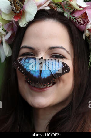 Jessie modèle Smart Mai avec un papillon Morpho bleu lors d'un photocall pour RHS Wisley Le Jardin des papillons dans l'exposition sous serre à Woking, Surrey. Banque D'Images