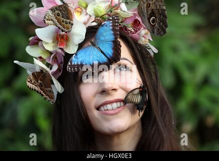 Jessie modèle Smart Mai avec Blue Morpho, grand hibou géant jaune Morman et papillons lors d'un photocall pour RHS Wisley Le Jardin des papillons dans l'exposition sous serre à Woking, Surrey. Banque D'Images