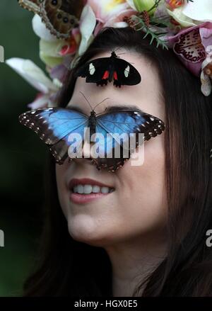 Jessie modèle Smart Mai avec un bleu Morpho et une Transandean Cattleheart butterfly lors d'un photocall pour RHS Wisley Le Jardin des papillons dans l'exposition sous serre à Woking, Surrey. Banque D'Images