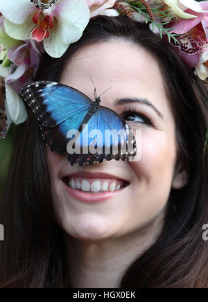 Jessie modèle Smart Mai avec un papillon Morpho bleu lors d'un photocall pour RHS Wisley Le Jardin des papillons dans l'exposition sous serre à Woking, Surrey. Banque D'Images