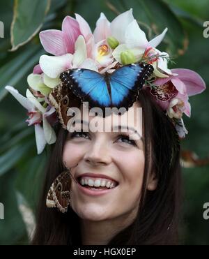 Jessie modèle Smart Mai avec un Blue Morpho et Hibou géant papillons lors d'un photocall pour RHS Wisley Le Jardin des papillons dans l'exposition sous serre à Woking, Surrey. Banque D'Images