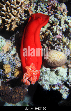 Nudibranche danseuse espagnole (Hexabranchus sanguineus) sur le plancher océanique de la mer rouge Banque D'Images