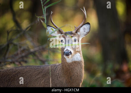 Un jeune cerf buck se tient derrière une petite feuille verte dans la forêt. Banque D'Images