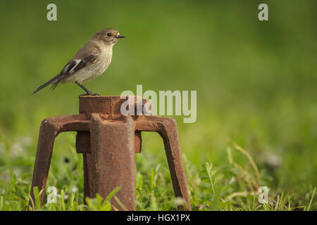 Flamme femme Robin (petroica phoenicea) - Australie Banque D'Images