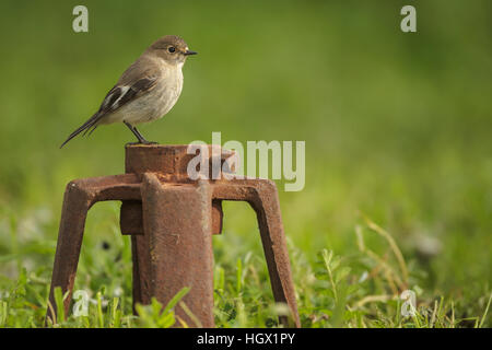 Flamme femme Robin (petroica phoenicea) - Australie Banque D'Images