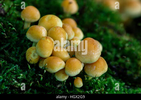 Touffe Hypholoma fasciculare soufre croissant sur les couverts de mousse d'arbre mort tombé Banque D'Images