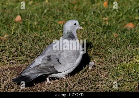 Pigeon colombin Columba oenas alimentation des adultes sur le terrain Banque D'Images