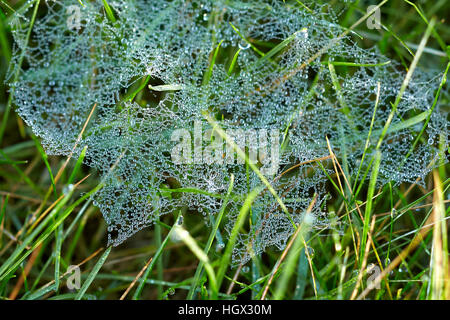Cobweb dans l'herbe couverte de rosée du matin Banque D'Images