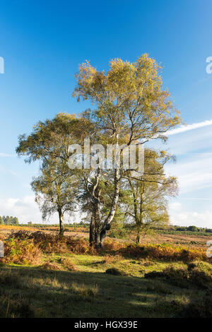 Les bouleaux d'argent dans la nouvelle forêt près de la route d'ornement de Bolderwood. Hampshire, England, UK Banque D'Images