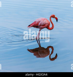 Flamant rose sur l'île Isabela, îles Galapagos, Equateur, Amérique du Sud Banque D'Images