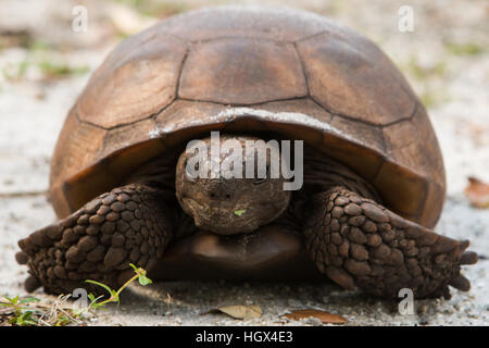 Close up d'un gopher tortoise - alimentation Gopherus polyphemus Banque D'Images