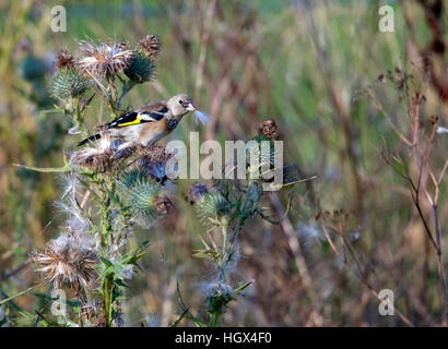 Juvenile Chardonneret (Carduelis carduelis) se nourrissant de Cirsium vulgare) l'oiseau a un chardon blanc panache dans son projet de loi. Banque D'Images