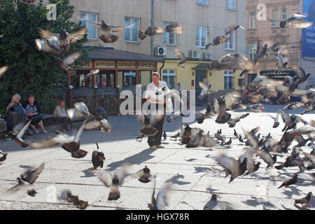 L'homme se nourrit beaucoup de pigeons sur la route dans la partie centrale de Lviv Banque D'Images