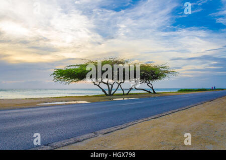 Aruba, Antilles - le 25 septembre 2012 : de beaux arbres exotiques en vertu de l'heure d'or magique contre la mer d'azur et le ciel bleu, les îles des Caraïbes Banque D'Images