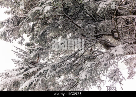 Des arbres dans les Alpes Suisses en vertu d'une forte chute de neige - 19 Banque D'Images