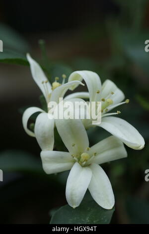 Murrya paniculata (Chinois) Banque D'Images