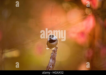 Une adorable Carolina Chickadee est perché sur une souche peu avec la lueur de soleil sur elle et un fond coloré. Banque D'Images