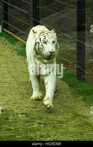 Beau tigre blanc, animal sauvage Banque D'Images