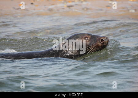 Atlantic de phoques gris (Halichoerus grypus), homme nager dans la mer par une plage d'élevage de Norfolk Banque D'Images