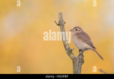 Isabelline Shrike (Lanius isabellinus phoenicuroides), un vagabond d'automne en Grande-Bretagne, contre un fond orange Banque D'Images