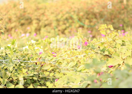 Jardin de fleurs ayant différents scénarios montrant des fleurs. Banque D'Images