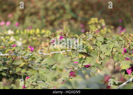 Jardin de fleurs ayant différents scénarios montrant des fleurs. Banque D'Images