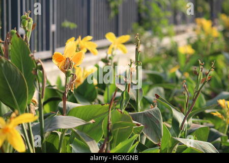 Jardin de fleurs ayant différents scénarios montrant des fleurs. Banque D'Images