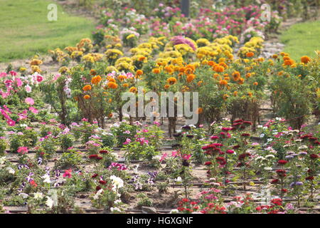 Jardin de fleurs ayant différents scénarios montrant des fleurs. Banque D'Images